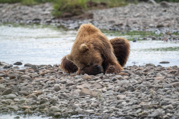istock Alaskan brown bear taking a nap 1413135810