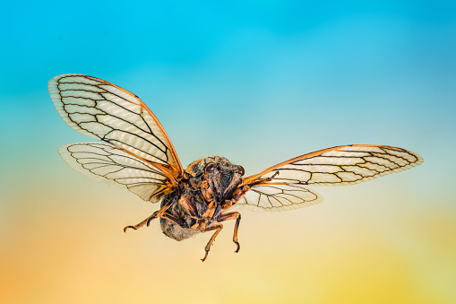 Cicada in the flight, extreme close-up shot with selective focus of flying insect Cicada
