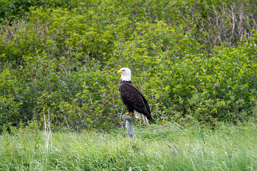 Bald eagle perched on a stump at McNeil River State Game Sanctuary and Refuge in Alaska