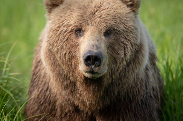 Face of Alaskan Brown bear Portrait of an Alaskan brown bear walking through a field in McNeil River State Game Sanctuary and Refuge grizzly bear stock pictures, royalty-free photos & images