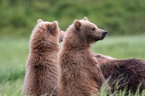 istock Alaskan brown bear cubs at McNeil River 1413135952