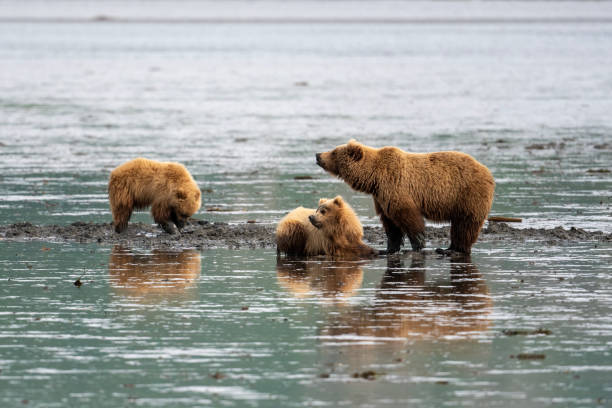 istock Alaskan brown bears clamming on mudflat 1413135960