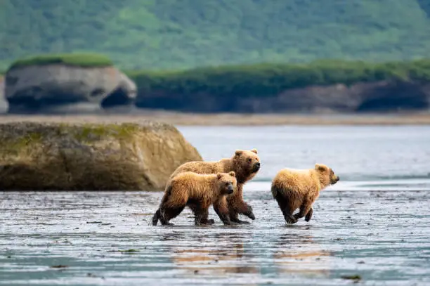 Photo of Alaskan brown bears running on mudflat