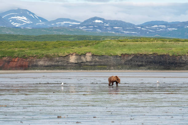 istock Alaskan brown bear walking on mudflat at McNeil River 1413135970