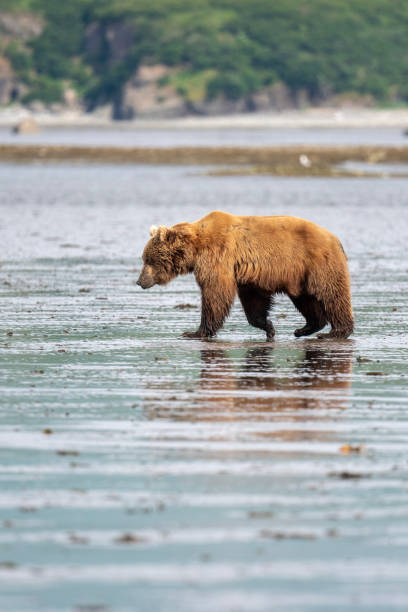 istock Alaskan brown bear on mudflats 1413135979