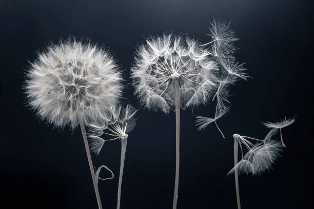 istock dandelion seeds fly from a flower on a dark background. botany and bloom growth propagation. 1413137281