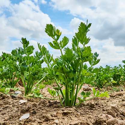 Agricultural field with celery