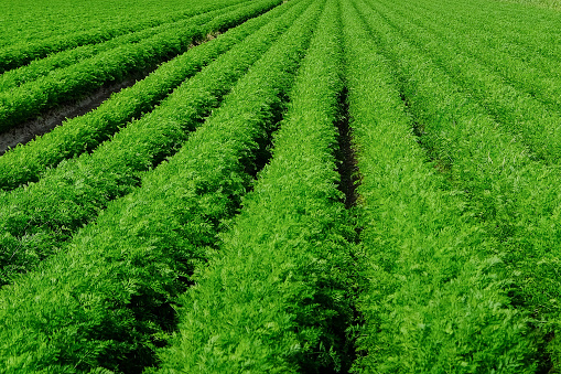 Rows of green carrot plants in the field