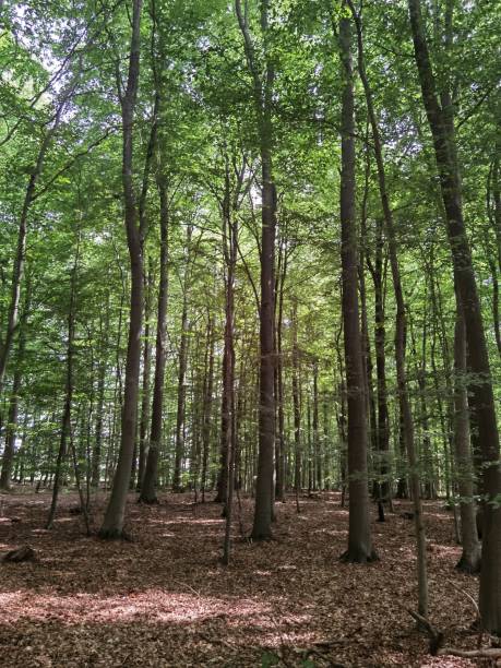 istock Walk through the forest near Hamburg 1413140112