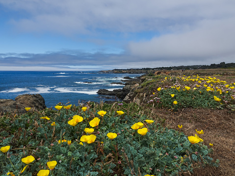 Yellow wildflowers on a bluff over the Northern California coast.