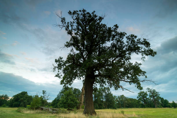 istock Landscape in the park. Old trees. 1413143164