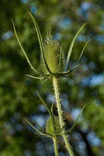 istock Teasel (lat. Dipsacus) blooms in the garden. 1413143443