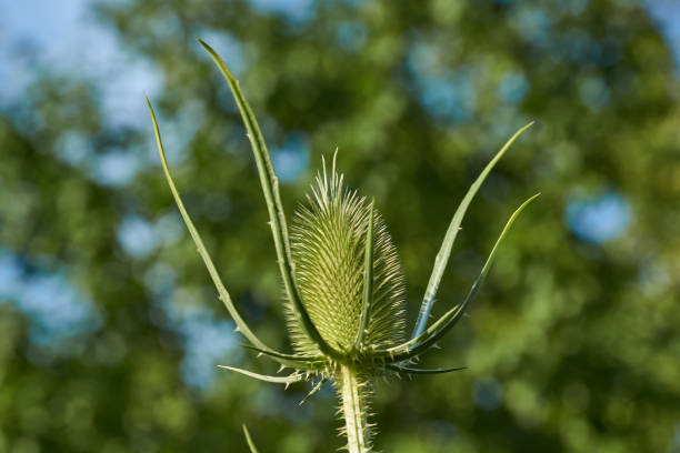 istock Teasel (lat. Dipsacus) blooms in the garden. 1413143445