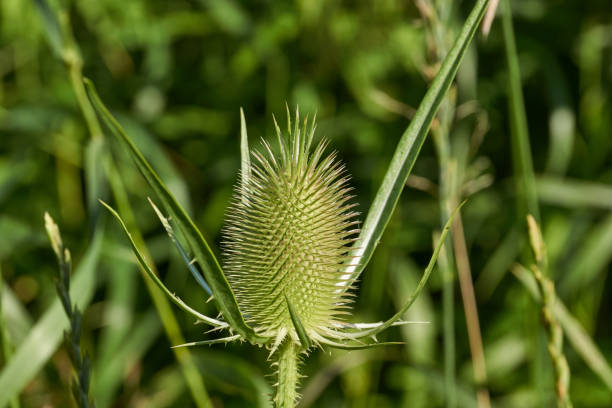 istock Teasel (lat. Dipsacus) blooms in the garden. 1413143455