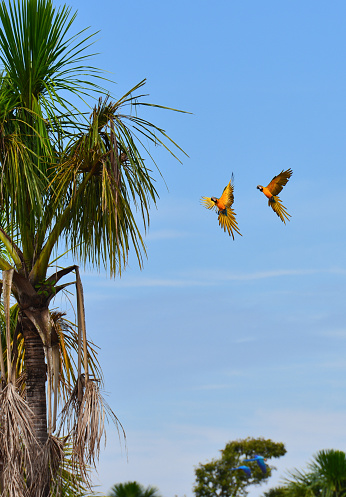 A pair of blue-and-yellow macaws (Ara ararauna) flying to a palm tree on the Amazonian wetlands near Cabixi, Rondônia state, Brazil