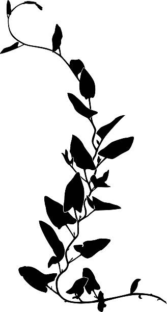 ilustrações de stock, clip art, desenhos animados e ícones de ivy silhueta - hera trepadeira