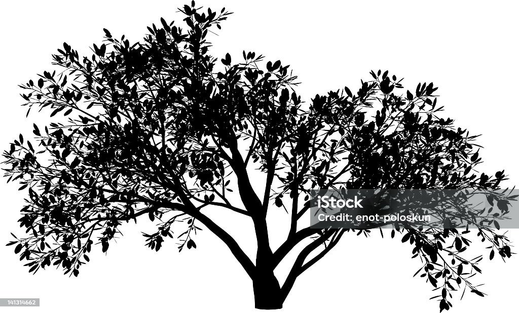 magnolia - Lizenzfrei Baum Vektorgrafik