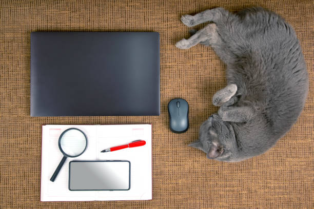 istock gray cat is resting on a sofa near a laptop and a computer mouse 1413146633