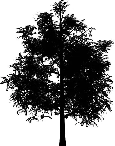 Vector illustration of acacia