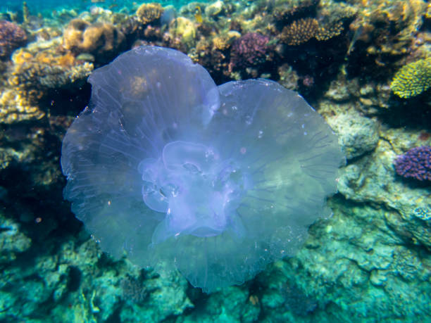 istock Jellyfish in the Red Sea 1413146865