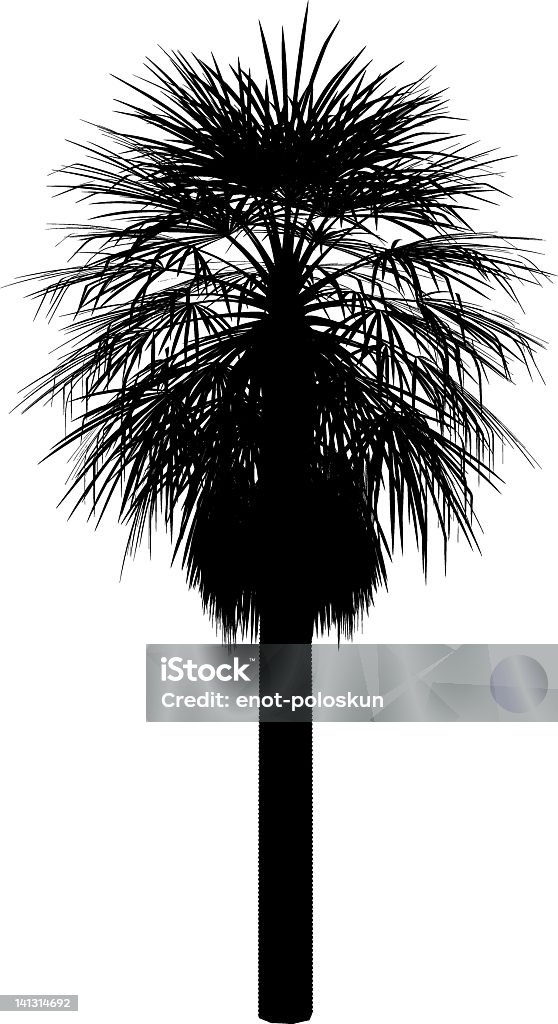 Washingtonia - arte vectorial de Palmera Abanico libre de derechos