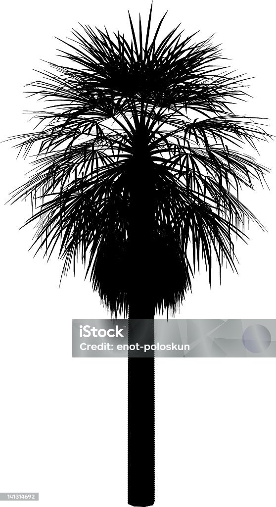 Washingtonia - Royalty-free Palmeira-leque arte vetorial