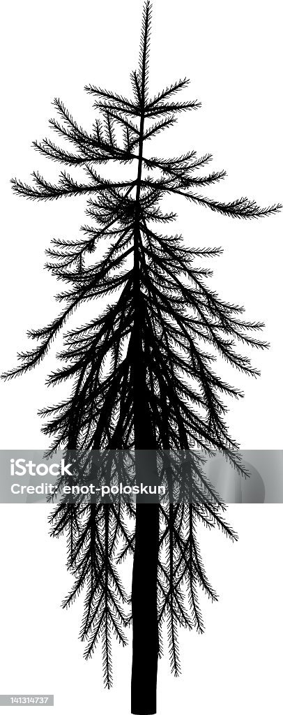 Picea abies - Vetor de Abeto da Noruega royalty-free