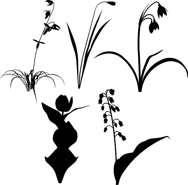 ilustrações, clipart, desenhos animados e ícones de snowdrops - snowdrop lily silhouette black