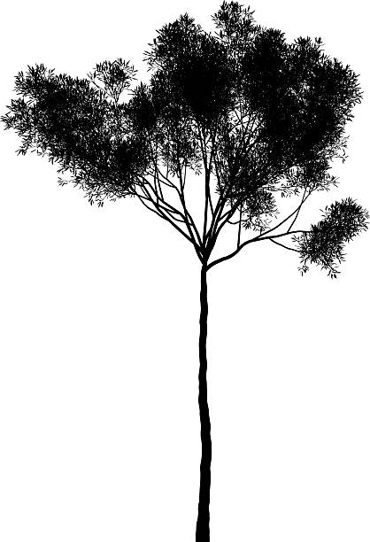 Eucalyptus collina Zip file include eps8 and 6178х9000 px jpg! eucalyptus tree silhouette stock illustrations