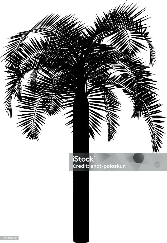 Silhueta de palm - Vetor de Branco royalty-free