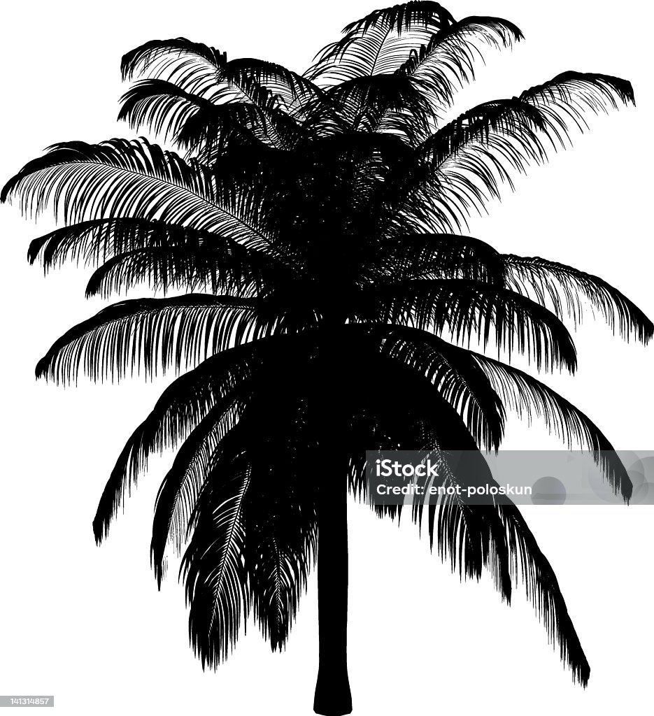 Elaeis oleifera Vector illustration: ZIP includes  EPS8 JPEG(8000x6000!!! px) Back Lit stock vector