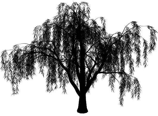 wicker giant image. Zip file include 8046x5916 px jpg! willow tree stock illustrations