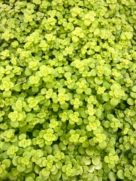 istock Bunch of bright green sedums 1413152788