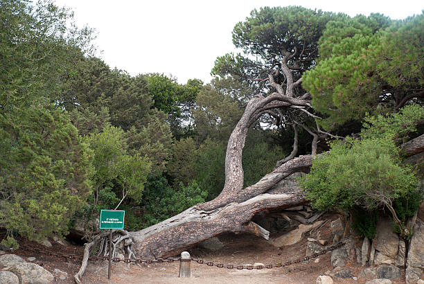 pine im haus der garibaldi - insel caprera stock-fotos und bilder