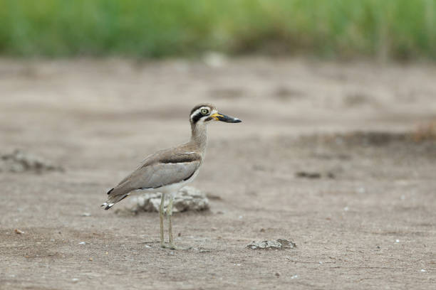 istock Wader bird : adult Great thick-knee, also known as Great stone-curlew (Esacus recurvirostris). 1413153179