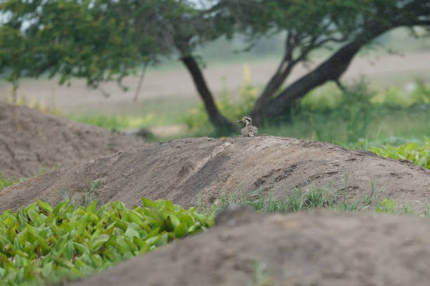 istock Wader bird : adult Great thick-knee, also known as Great stone-curlew (Esacus recurvirostris). 1413153181