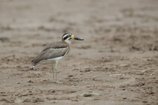 istock Wader bird : adult Great thick-knee, also known as Great stone-curlew (Esacus recurvirostris). 1413153183