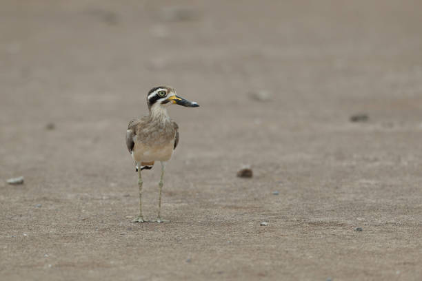 istock Wader bird : adult Great thick-knee, also known as Great stone-curlew (Esacus recurvirostris). 1413153186