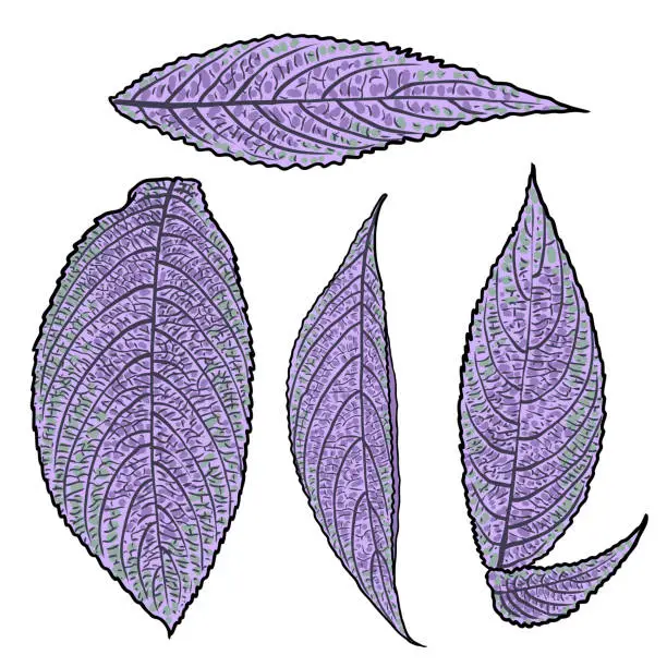 Vector illustration of Persian Shield Strobilanthes set, violet purple and green leaf collection. Domesticated plant leaves. Decorative floral drawing in color on white background. Vector.