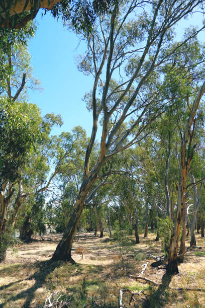 istock Swan Hill, Victoria, Australia 1413154008