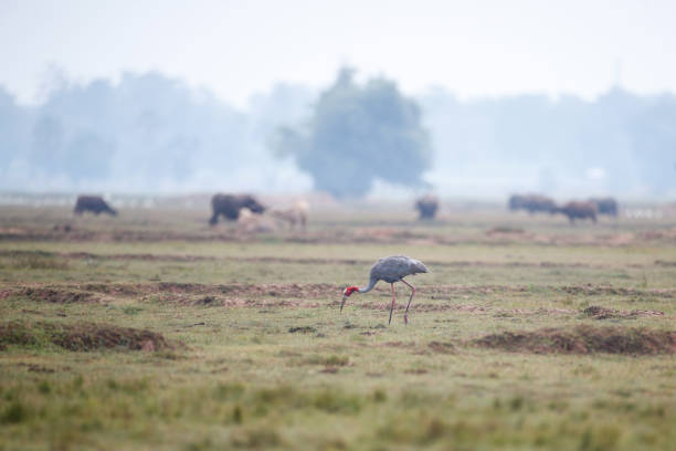 istock Crane bird : adult Sarus crane (Antigone antigone) 1413154027