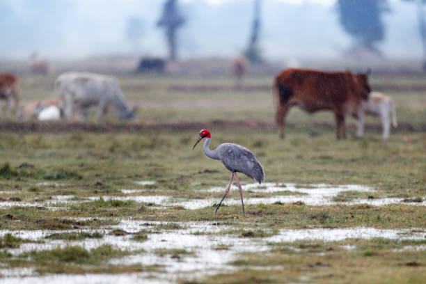 istock Crane bird : adult Sarus crane (Antigone antigone) 1413154039