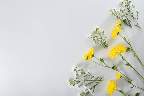 istock chrysanthemum and cutter flowers composition. Pattern and Frame made of various yellow or orange flowers and green leaves on white background. Flat lay, top view, copy space, spring, summer concept. 1413154117