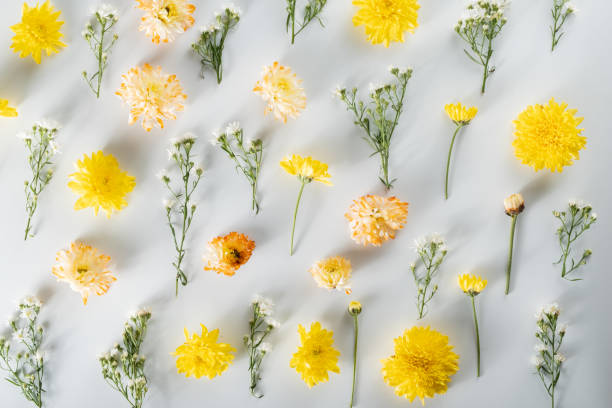 istock chrysanthemum and cutter flowers composition. Pattern and Frame made of various yellow or orange flowers and green leaves on white background. Flat lay, top view, copy space, spring, summer concept. 1413154134