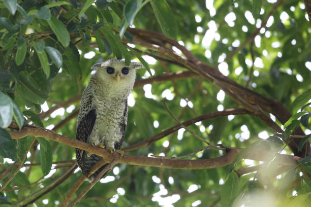istock Nocturnal bird : subadult Spot-bellied eagle-owl also known as the forest eagle-owl (Bubo nipalensis). 1413154670