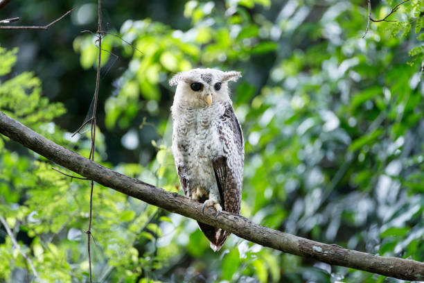 istock Nocturnal bird : subadult Spot-bellied eagle-owl also known as the forest eagle-owl (Bubo nipalensis). 1413154694