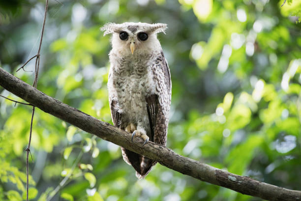 istock Nocturnal bird : subadult Spot-bellied eagle-owl also known as the forest eagle-owl (Bubo nipalensis). 1413154699