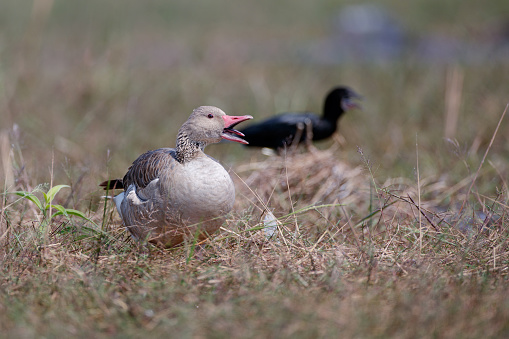 Beautiful the water bird, adult Greylag goose or graylag goose, low angle view, side shot, in the bright day foraging with other water birds and calling in nature of tropical climate, in Bueng Borapet the largest freshwater swamp and lake in central Thailand.