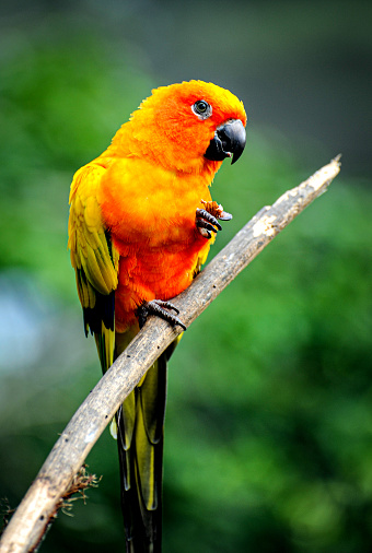 Green Macaw profile portrait.