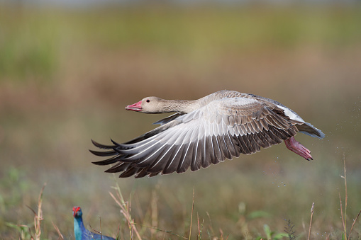 Beautiful the water bird, adult Greylag goose or graylag goose, low angle view, side shot, in the bright day with Purple Swamphen spread wings and flying under the clear sky in nature of tropical climate, in Bueng Borapet the largest freshwater swamp and lake in central Thailand.